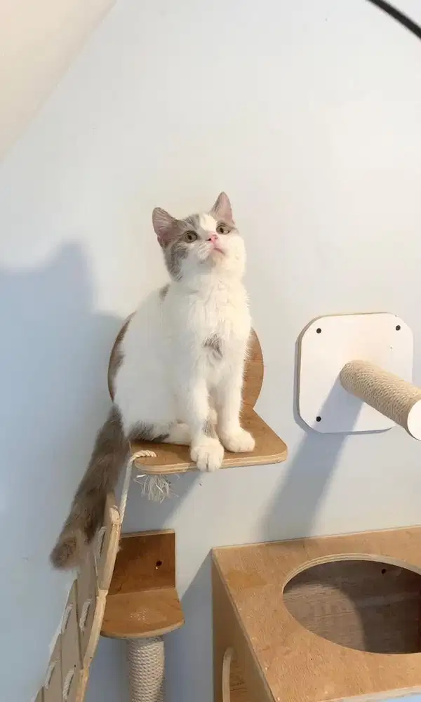 British short hair bsh bicolor lilac