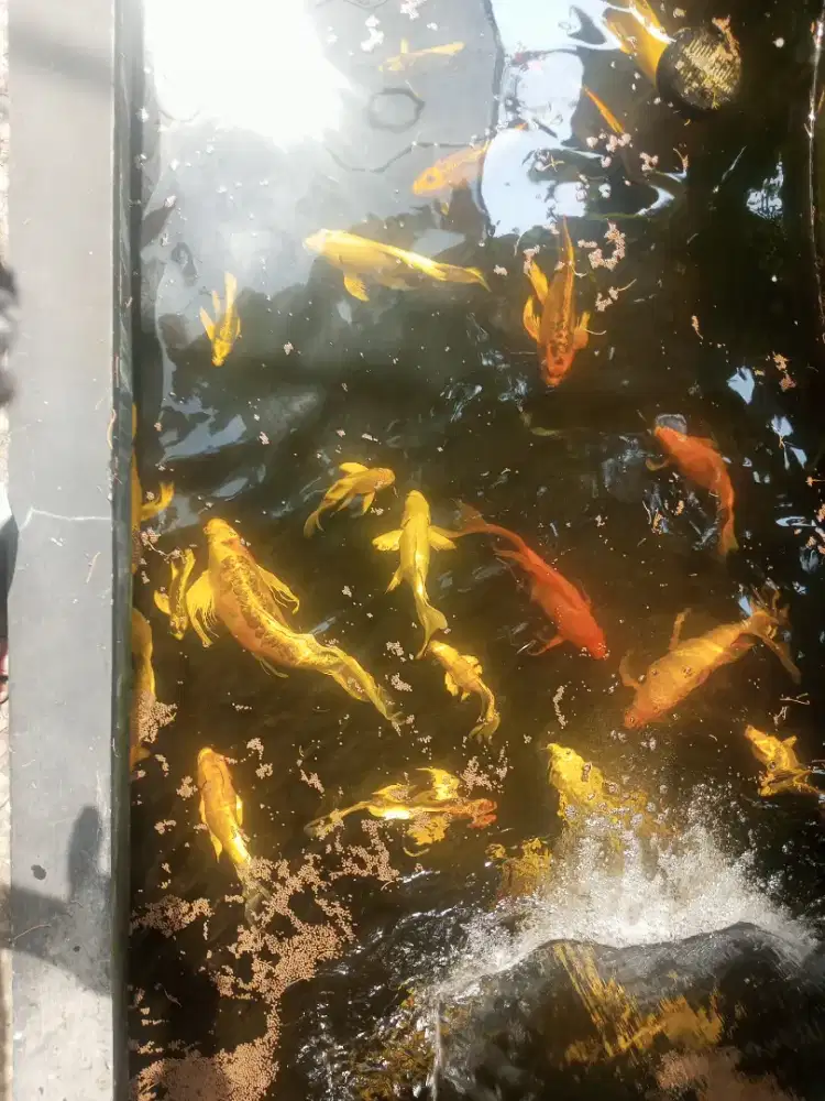 Di jual cepat koi kumpai mix ukuran 20 smpai 60 cm borongan 41 ekor