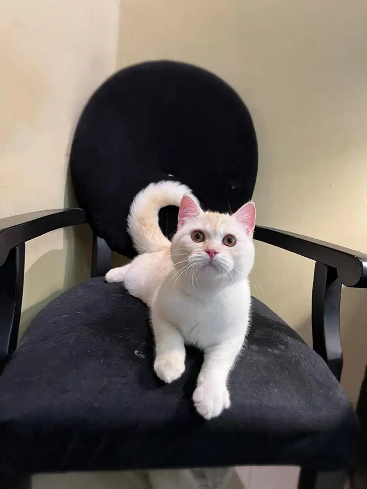 Kucing British Shorthair Cream MALE BSH SF