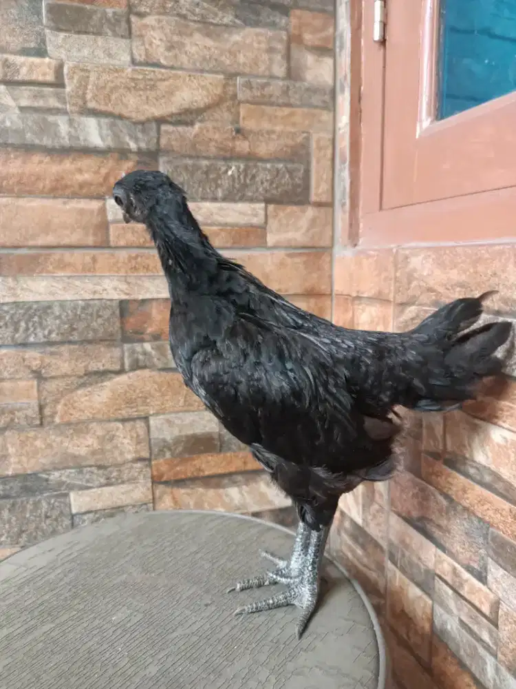 Anak ayam cemani lidah hitam