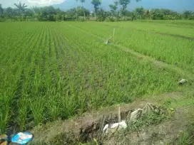 Dijual Tanah Sawah