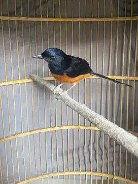Burung murai batu