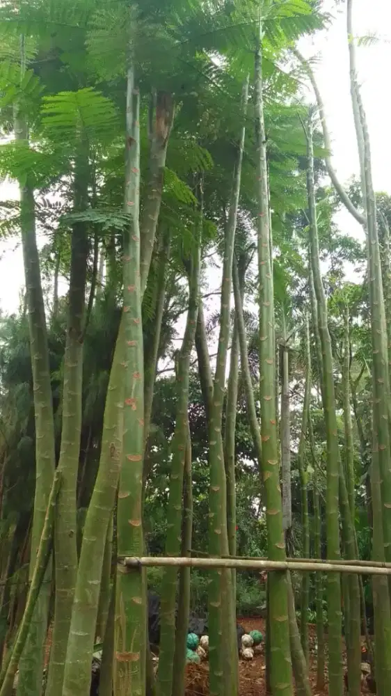 Jual plus kirim - pohon pakis Brazil tinggi 4-5.meter
