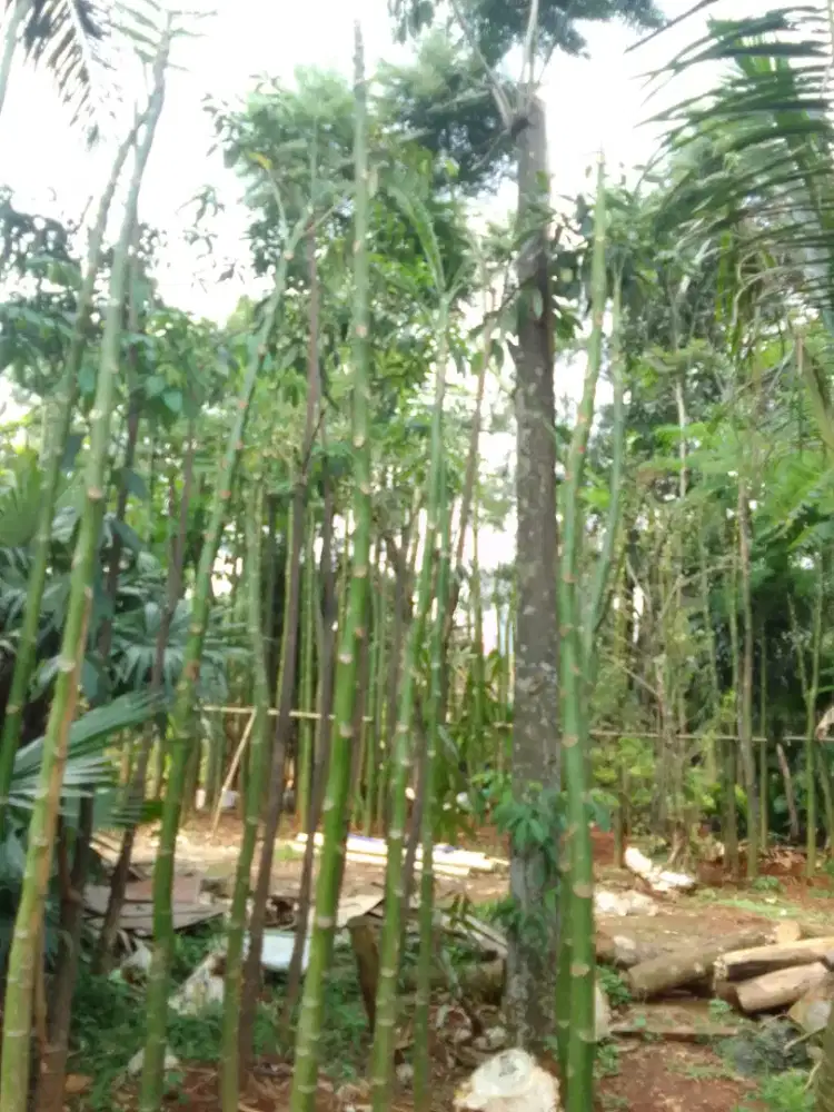 Plus kirim - jual pohon pakis Brazil tinggi 4-5.meter
