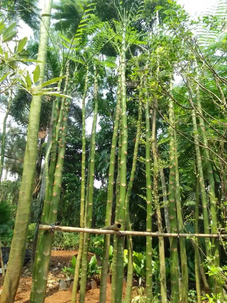 Jual pohon pakis Brazil tinggi 4-5.meter