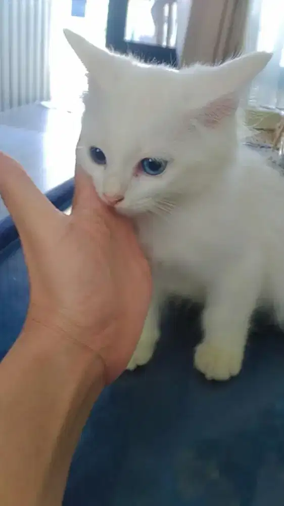 KITTEN PERSIA USIA 3 BULAN