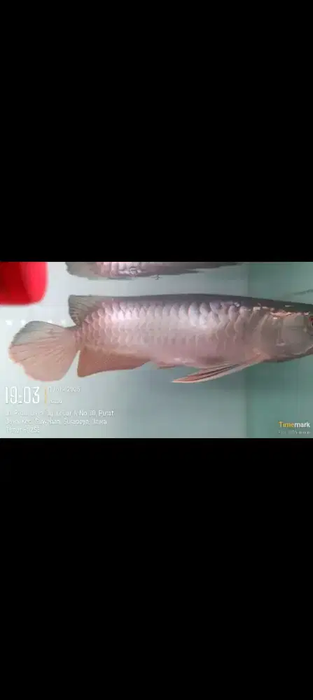 Arwana golden red surat lengkap