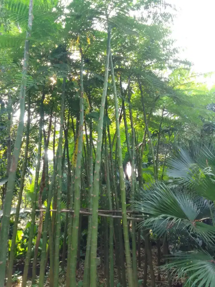 Jual pohon pakis Brazil tinggi 4-5.meter - stok ready