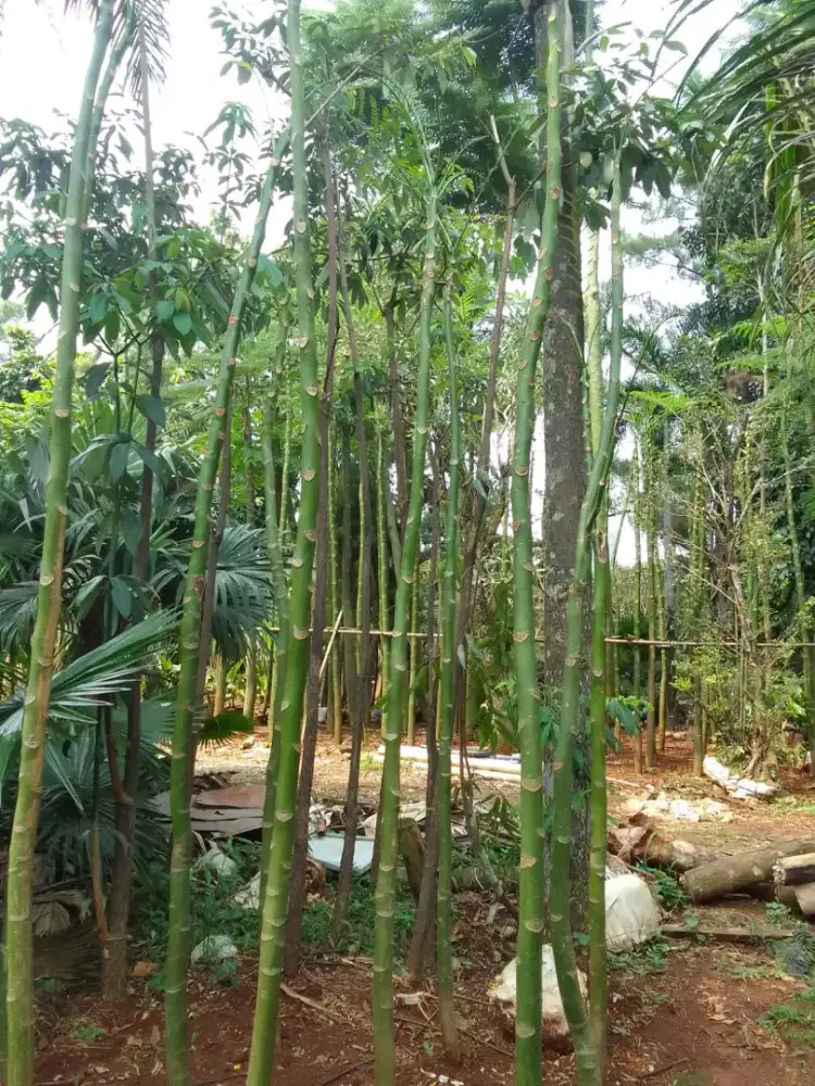 Jual plus kirim - pohon pakis Brazil tinggi 4_5.meter