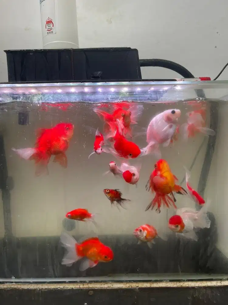 Ikan Koki Semua jenis Obral Siapa cepat aja