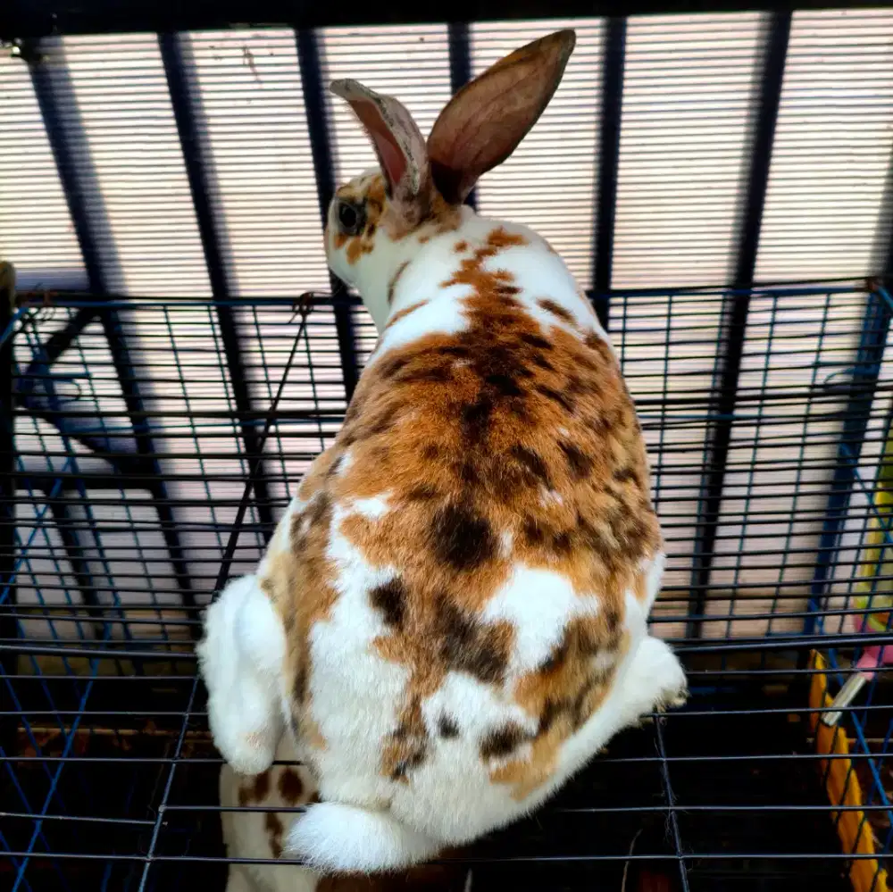 Kelinci Rex tricolor pure 2 kilo