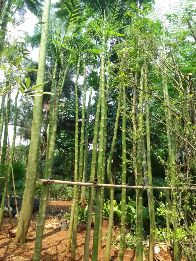 Tukang tanaman- jual pohon pakis Brazil tinggi 4_5.meter