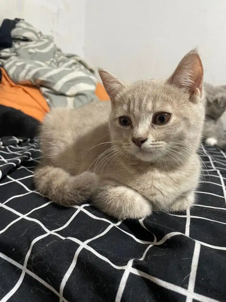 Kucing british shot hair