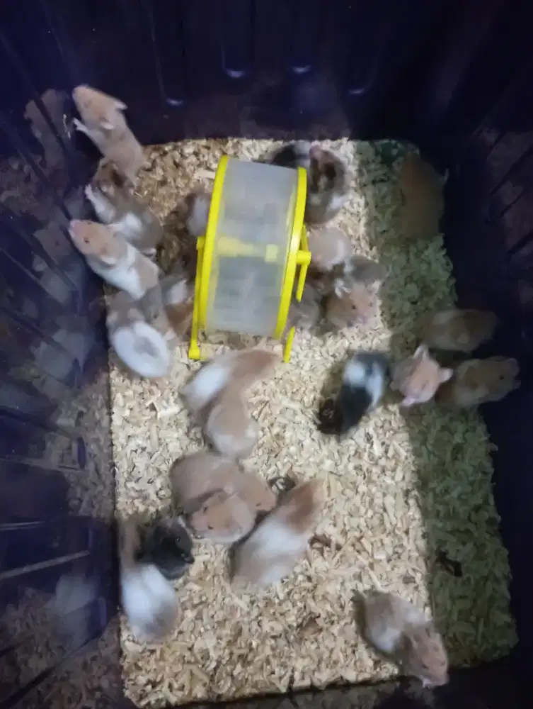 Hamster Syrian murah