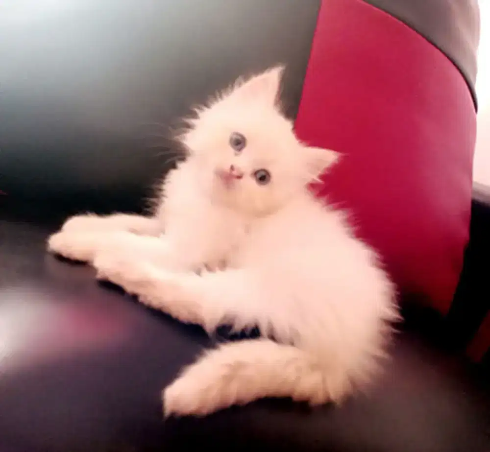 Kitten Persia Longhair jantan