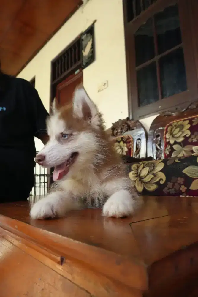 Dijual Anjing Siberian Husky