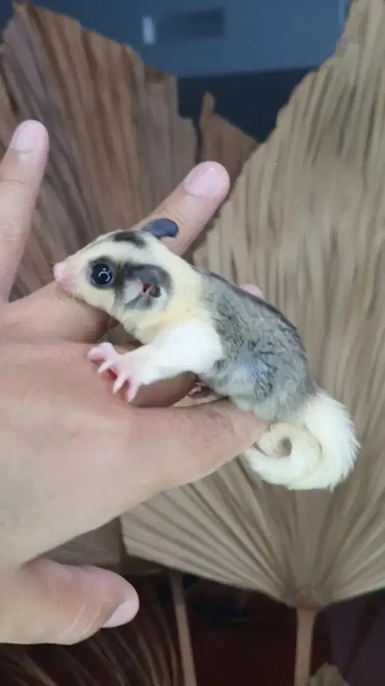 Sugarglider mozaik