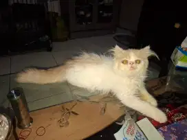 Kucing peaknose