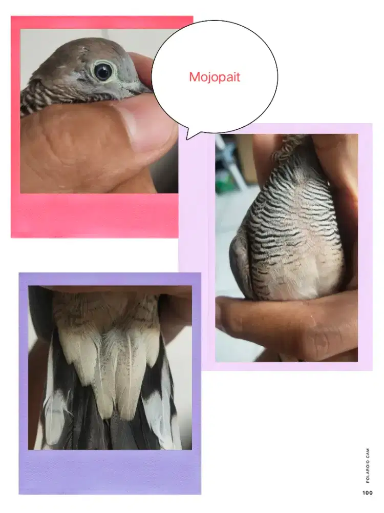 Perkutut Mojopait Lokal Alam