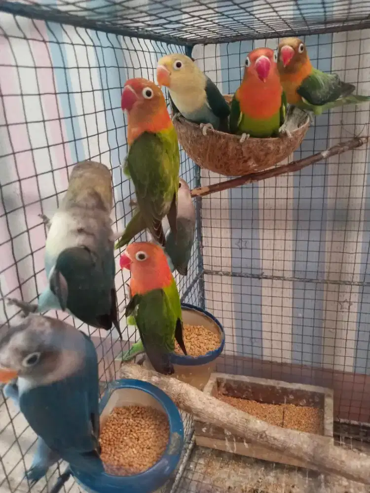 Burung lovebird paud ternakkan sendiri