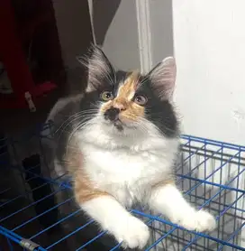kucing ras persia betina