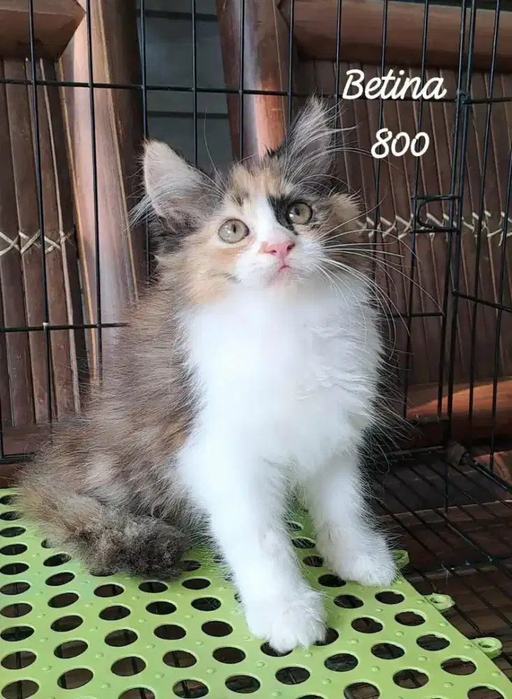 Anak kucing anggora/kitten persia betinal/kucing  persia  betina