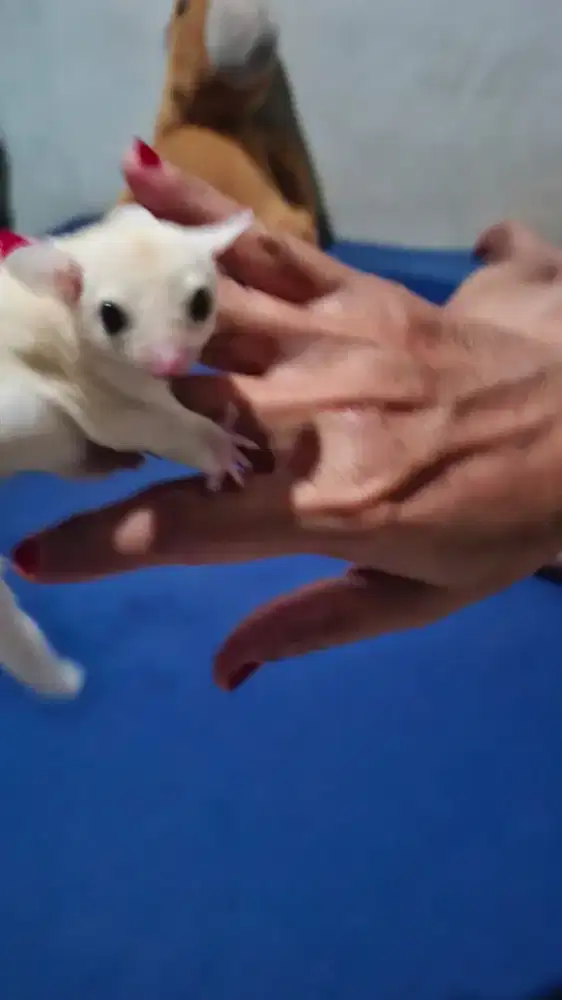 Joey jantan sugar glider leu het plat cream