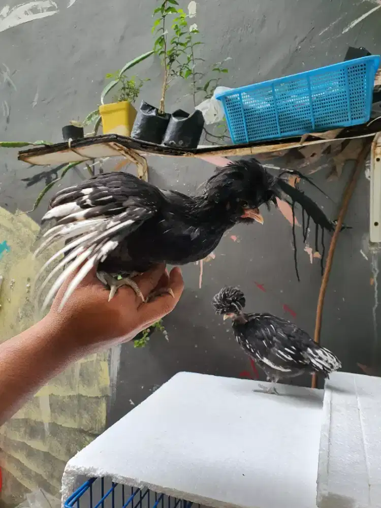 JUAL AYAM POLAND