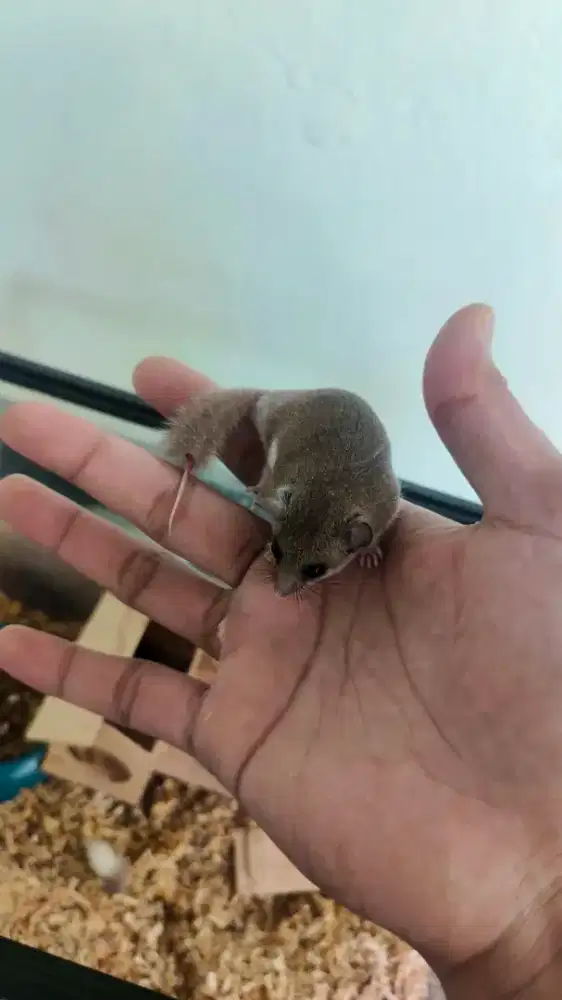 Pygmi dormice 4 bulanan
