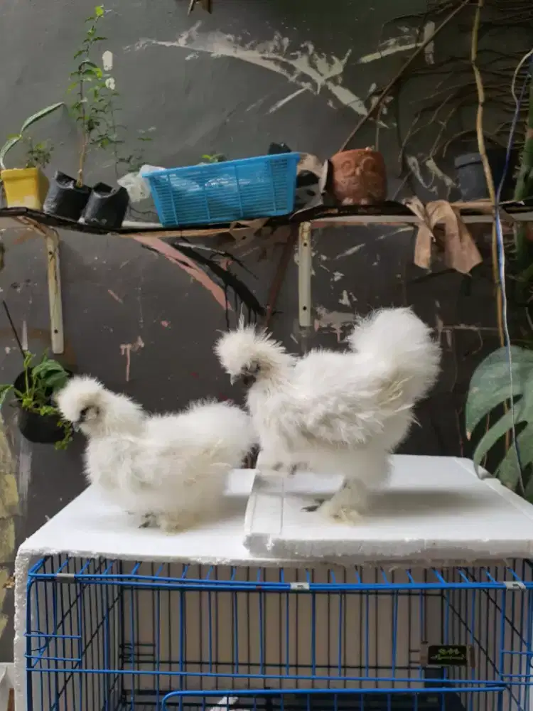 JUAL AYAM SILKIE