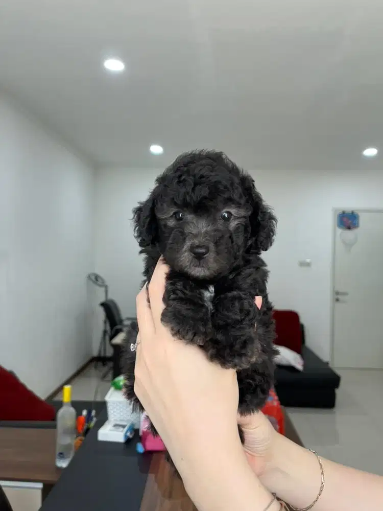 Anak anjing toy poodle silver black