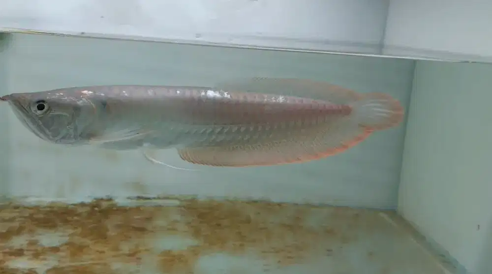 Ikan arwana ukuran 29cm dan 30cm