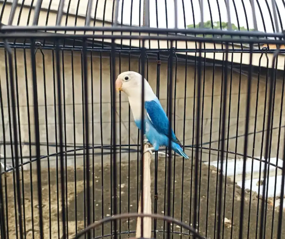 Bio Blue/Ino MM Betina Dewasa