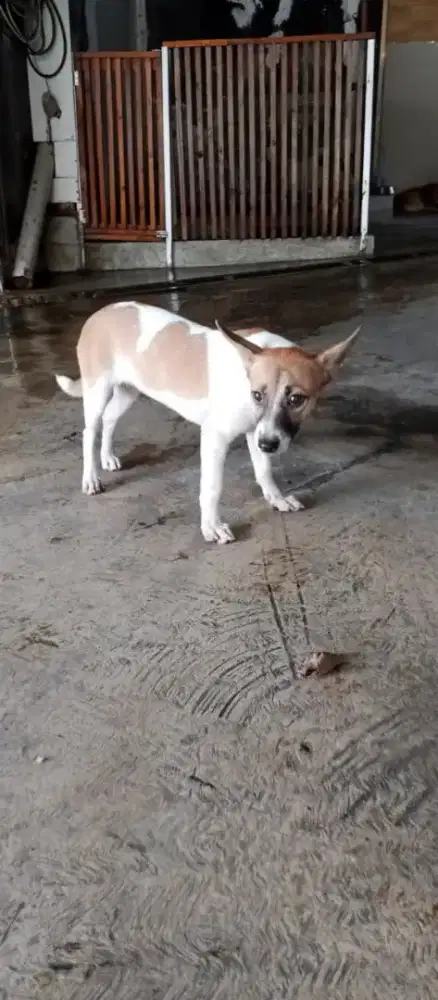 Anak Anjing /Puppy
