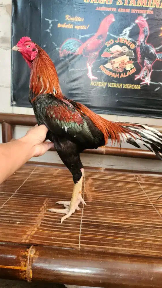 Ayam bangkok klasik kerasss berefekk mewah
