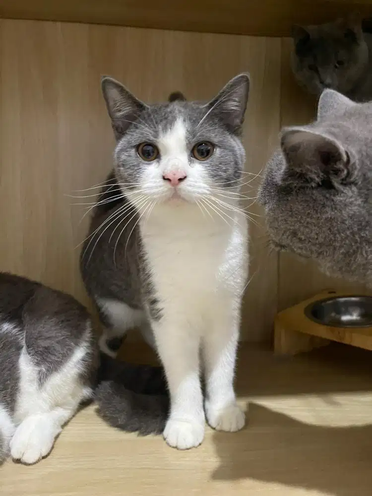 British Short Hair Bicolor Blue dan Blue Pedigree WCF