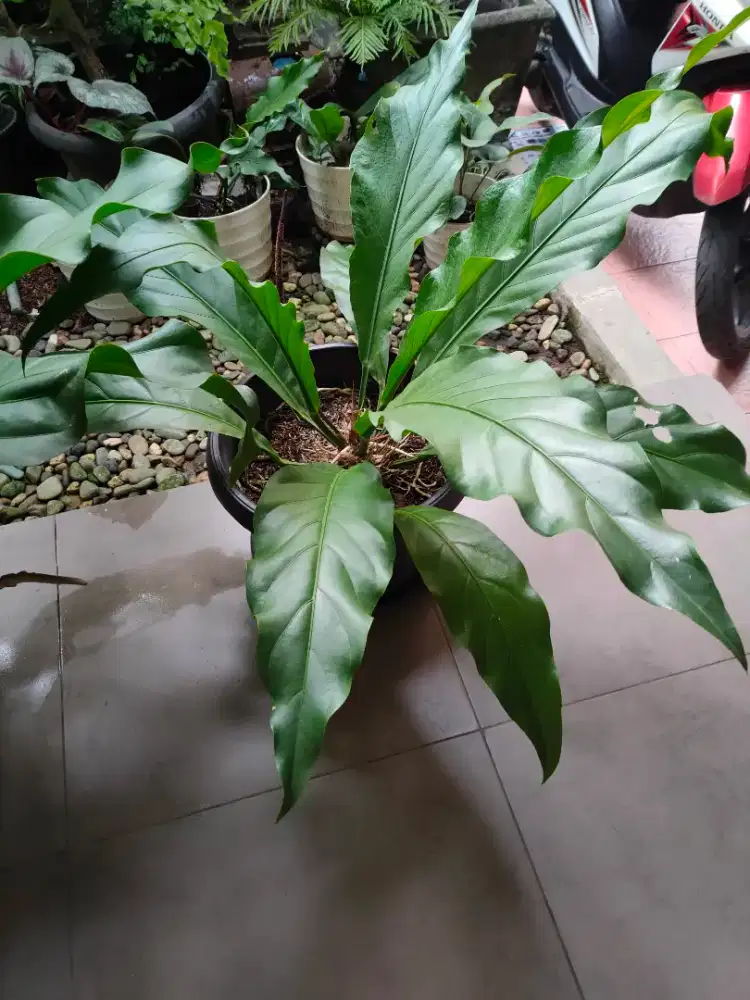 Tanaman gelombang cinta/tanaman anthurium plowmani/tanaman antorium