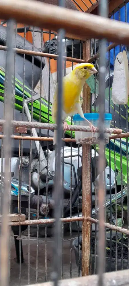 Kenari Afsf jantan rajin bunyi