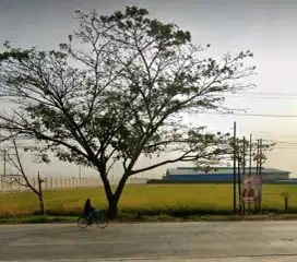 Dijual sawah aktif