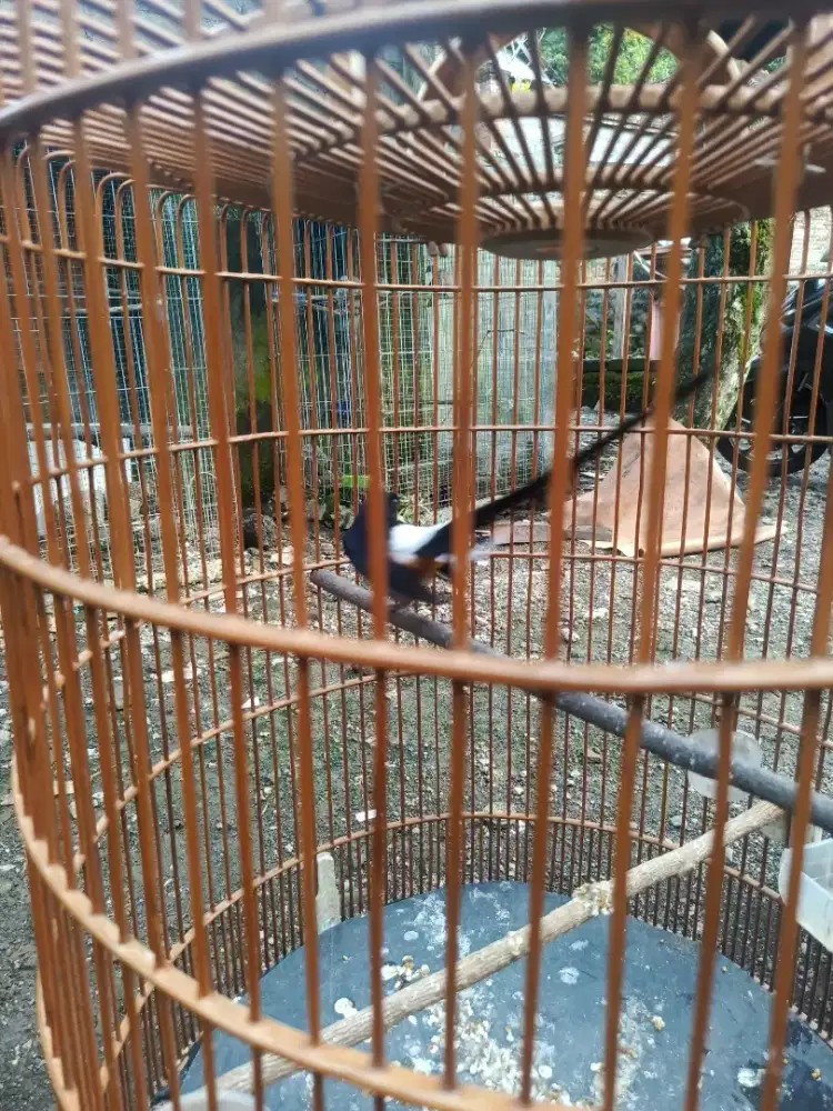 Jual murai Medan panjang ekor -+20