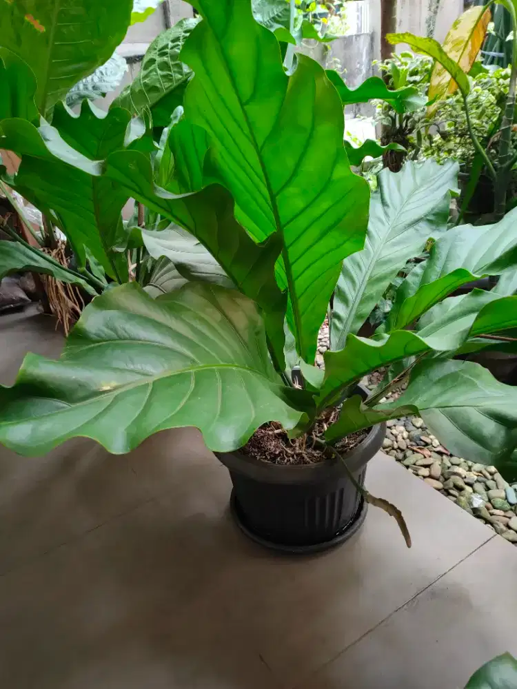 Tanaman antorium/tanaman gelombang cinta/tanaman anthurium plowmani