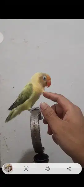 Lovebird Jinak biola pb ewuing mapan