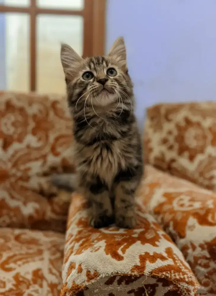 Kucing kitten mainecoon marble betina