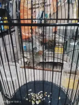 Prenjak atas jantan bunyi
