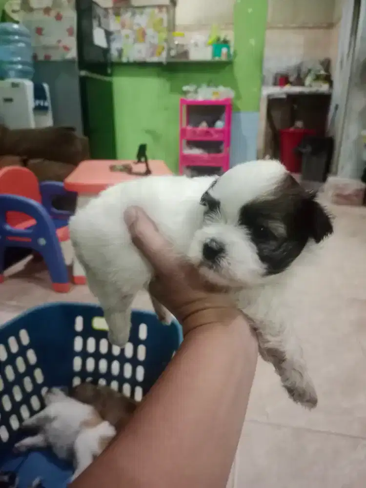 Shitzu x maltipoo