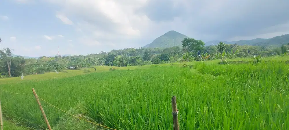 Dijual Tanah Strategis di jalur Wisata Sukamakmur Desa Sukamakmur