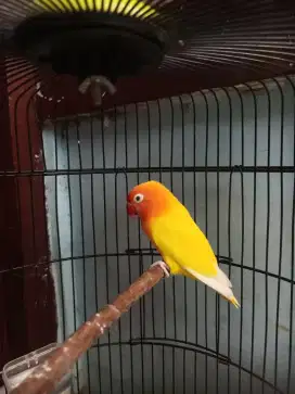 Lovebird lutino retina merah betina dewasa