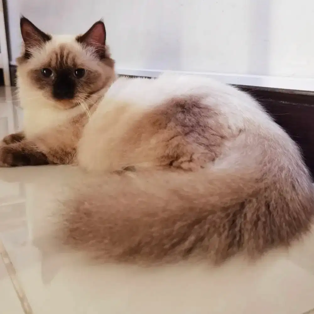 Munchkin Minuet Betina Proven