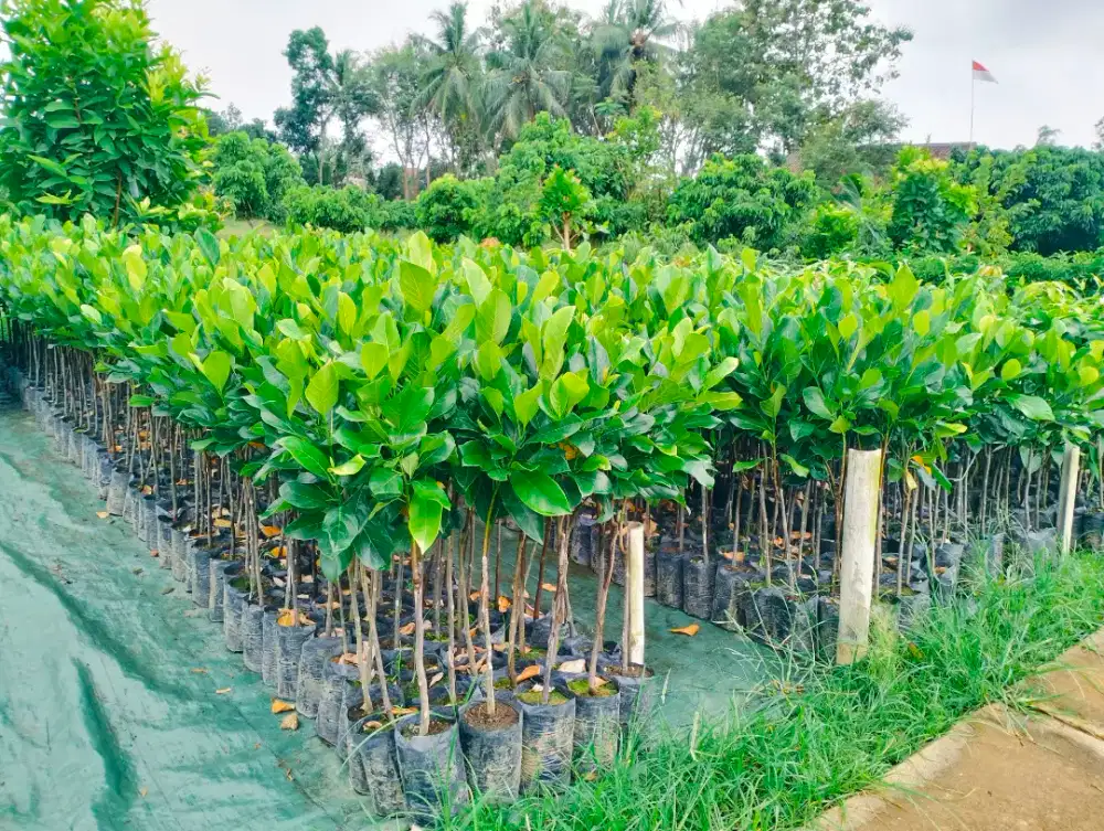 Bibit nangka merah