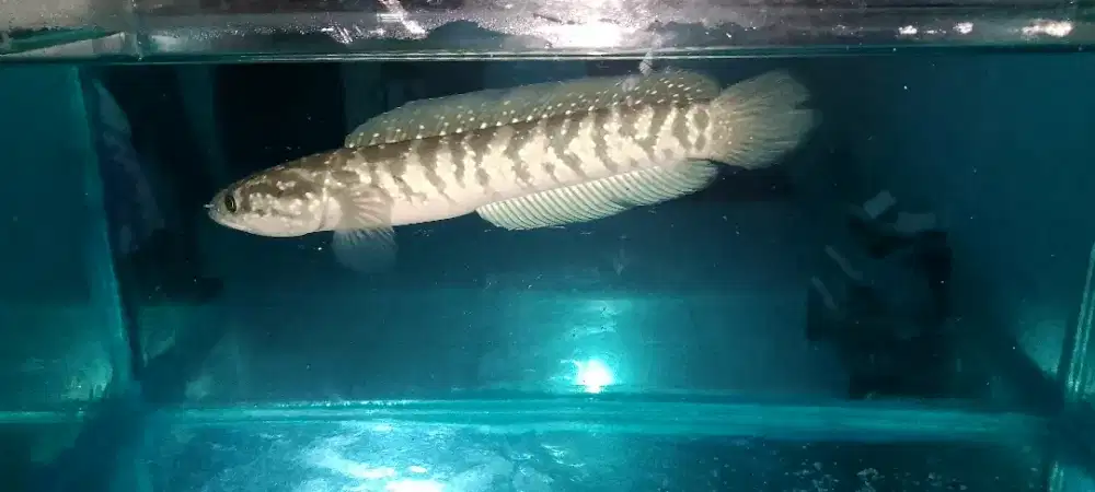 Chana asiatica 16 cm